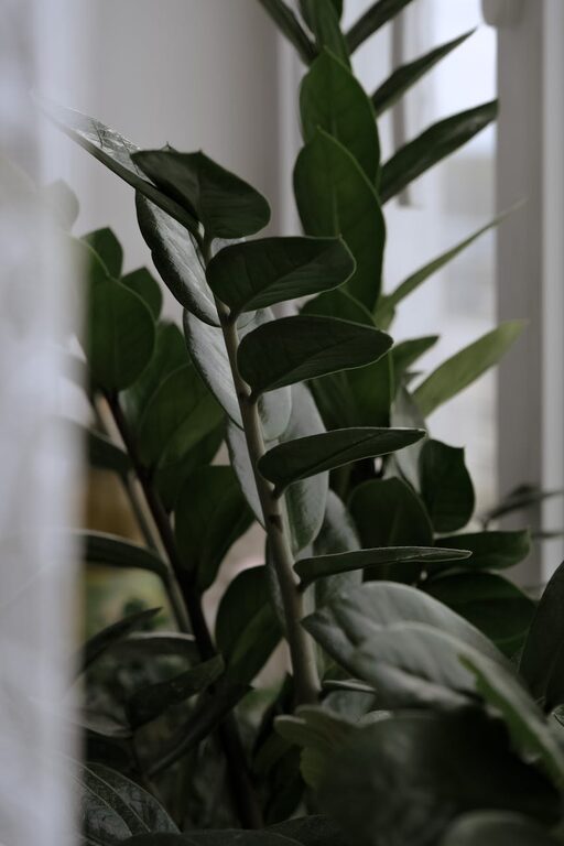 Consejos clave para mantener tus plantas de interior saludables y vibrantes